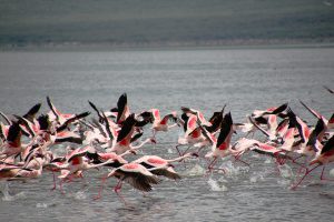 flamingos am lake bogorio