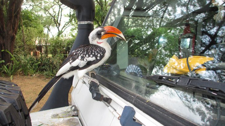 yellow-billed hornbill