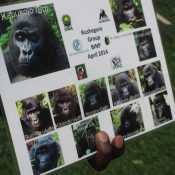 gorilla gruppe rushegura