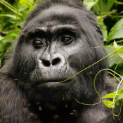 gorilla im biwindi nationalpark
