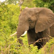 elefant im katavi np