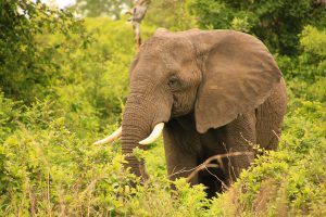 elefant im katavi np