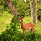 katavi np