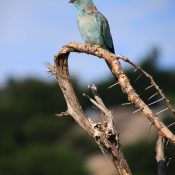 lilac breasted roller