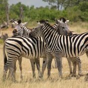 burchell's zebra