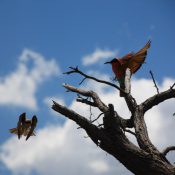 bee-eaters