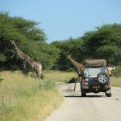 giraffe crossing