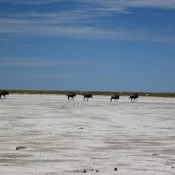 makgadikgadi pan