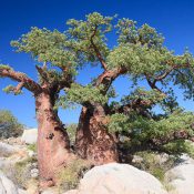 baobabs on kubu island, north of the kalahari