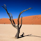 baumskelet im dead vlei