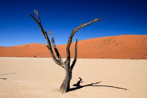 baumskelet im dead vlei