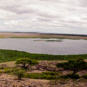 amboseli np - sumpf