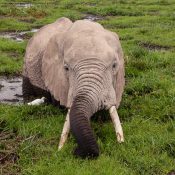 elefant im sumpf