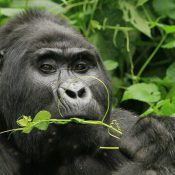 gorilla - biwindi nationalpark uganda