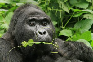 gorilla - biwindi nationalpark uganda