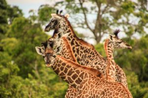 giraffen familie im katavi park
