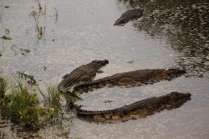krokodile im katavi park